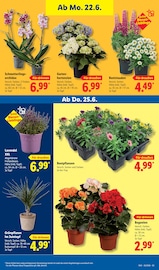Ähnliche Weihnachtsstern Angebote im Prospekt "LIDL LOHNT SICH" von Lidl in Görlitz Ähnliche Angebote wie Weihnachtsstern im Prospekt "LIDL LOHNT SICH" auf Seite 73 von Lidl in Görlitz