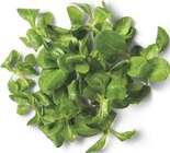 Aktuelles Bio Feldsalat Angebot bei combi in Hannover ab 1,11 €