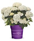 Schneeballhortensie 'FlowerWOW' Angebote bei Hagebaumarkt Soest für 19,99 €
