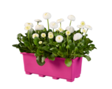 Bellis im Balkonkasten Angebote bei Lidl Nürnberg für 3,99 €