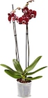 Orchidee bei Netto Marken-Discount im Prospekt "" für 6,99 €