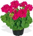 Aktuelle Chrysantheme Angebote bei Hellweg in Dortmund Aktuelles Blumen Angebot bei Hellweg in Dortmund ab 1,99 €