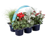 Aktuelle Blumen Angebote bei Lidl in Wuppertal Aktuelles Herbstmix Angebot bei Lidl in Wuppertal ab 6,99 €