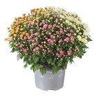 Chrysanthemenbusch-Trio im Angebot bei Lidl in Schwäbisch Hall Chrysanthemenbusch-Trio Angebote bei Lidl Schwäbisch Hall für 3,99 €