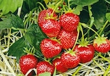 Erdbeerpflanze Fragaria ananassa im aktuellen Hellweg Prospekt