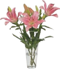 Aktuelles Lilien Angebot bei tegut in Kassel ab 4,99 €