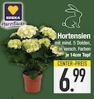 Hortensien im EDEKA Prospekt Hortensien von EDEKA Herzstücke im aktuellen EDEKA Prospekt für 6,99 €