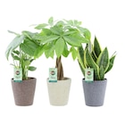 Plantes vertes en promo chez Carrefour Saint-Maur-des-Fossés à 7,99 €