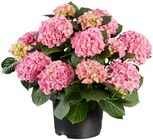 Hortensia de jardin - Lidl à Colombes Hortensia de jardin en promo chez Lidl Colombes à 8,99 €