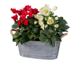 Composition en pot en zinc en promo chez Lidl Aix-en-Provence à 9,99 €