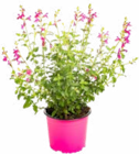 Sauge Variée dans le catalogue Botanic