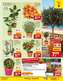 Blumen im aktuellen Netto Marken-Discount Prospekt (Augsburg) Blumen im Netto Marken-Discount Prospekt "Aktuelle Angebote" mit 71 Seiten (Augsburg)