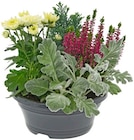 Crazzicube Herbstschale für 5,99 € bei REWE im Angebot Crazzicube Herbstschale im aktuellen REWE Prospekt