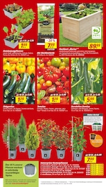 Paprika im toom Baumarkt Prospekt in Leverkusen Aktueller toom Baumarkt Prospekt mit Paprika, "Respekt, wer's selber macht.", Seite 4