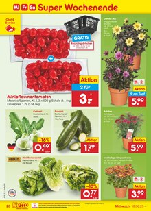 Pflanzen im aktuellen Netto Marken-Discount Prospekt (Ulm) Pflanzen im Netto Marken-Discount Prospekt "Aktuelle Angebote" mit 59 Seiten (Ulm)