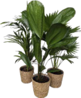 Palme in Korb im Angebot bei GLOBUS in Leipzig Palme in Korb Angebote bei GLOBUS Leipzig für 30,00 €