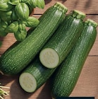 Netto mit dem Scottie - Zucchini Angebot im Prospekt Zucchini bei Netto mit dem Scottie im Prospekt "" für 0,99 €