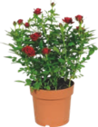 ROSIER - GARDENLINE dans le catalogue Aldi