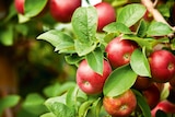 Promo Fruitiers gobelet INVIVO Nous on sème à 26,99 € dans le catalogue Gamm vert à Les Ponts-de-Cé