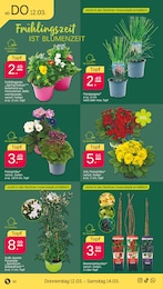 Pampasgras Angebot & Preis im aktuellen Netto mit dem Scottie Prospekt Pampasgras Angebot im aktuellen Netto mit dem Scottie Prospekt auf Seite 36