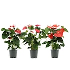 Anthurium Royal Red "Big Flowers" dans le catalogue Carrefour