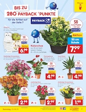 Aktueller Netto Marken-Discount Prospekt mit Zimmerpflanzen, "Aktuelle Angebote", Seite 7