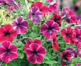 Promo Plantes à massif à 3,99 € dans le catalogue Hyper U à Colmar