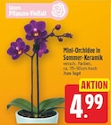 Mini-Orchidee in Sommer-Keramik für 4,99 € bei E center im Angebot Mini-Orchidee in Sommer-Keramik im aktuellen E center Prospekt