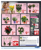 Blumen im EDEKA Prospekt in München Aktueller EDEKA Prospekt mit Blumen, "EDEKA wünscht allen Mamas einen schönen Muttertag!", Seite 8