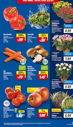 Pflanzen Angebot im aktuellen Lidl Prospekt auf Seite 3