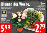 EDEKA Itterbeck - Rosen Angebot im Prospekt Rosen bei EDEKA im Itterbeck Prospekt für 2,79 €
