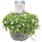 Steingarten Pflanzen Mix Angebote bei Netto mit dem Scottie Schwerin für 3,49 €
