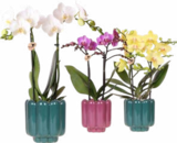 Promo Orchidée Phalaenopsis 2 branches + cache-pot à 14,99 € dans le catalogue Botanic à Villeurbanne
