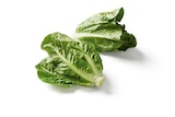 Lidl Pleckhausermühle - Deutscher Mini Romana Salat Angebot im Prospekt Deutscher Mini Romana Salat bei Lidl im Pleckhausermühle Prospekt für 0,79 €