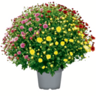 Aktuelle Chrysantheme Angebote bei toom Baumarkt in Dortmund Aktuelles Chrysanthemenbusch Angebot bei toom Baumarkt in Dortmund ab 5,99 €