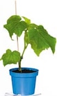 veredeltes Vitalgemüse für 5,49 € bei Hellweg im Angebot veredeltes Vitalgemüse im aktuellen Hellweg Prospekt