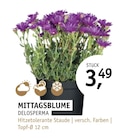 MITTAGSBUME im Angebot bei ROSENGUT Langerwisch in Potsdam MITTAGSBUME Angebote bei ROSENGUT Langerwisch Potsdam für 3,49 €