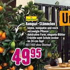 Kumquat-Stämmchen von FloraSelf für 49,95 € bei Hornbach im Angebot Kumquat-Stämmchen von FloraSelf im aktuellen Hornbach Prospekt