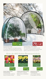 Tulpen im Pflanzen Kölle Prospekt in Bietigheim-Bissingen Aktueller Pflanzen Kölle Prospekt mit Tulpen, "GOLDENE GARTENTRÄUME", Seite 13