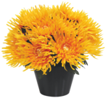 Composition de 24 chrysanthèmes 'Tokyo' en promo chez Bazarland Nancy à 19,99 €