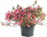 Promo Azalée Japonaise à 14,99 € dans le catalogue Botanic à Vivier-Au-Court