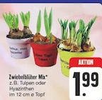 Aktuelles Zwiebelblüher Mix Angebot bei EDEKA in Chemnitz ab 1,99 €