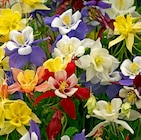 Promo Ancolie à 7,99 € dans le catalogue Delbard ""