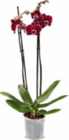 Aktuelle Zimmerpflanzen Angebote bei Netto Marken-Discount in Hamburg Aktuelles Orchidee Angebot bei Netto Marken-Discount in Hamburg ab 6,99 €