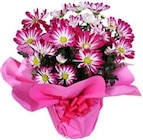 Kaufland Ispringen Prospekt mit  im Angebot für 2,49 €