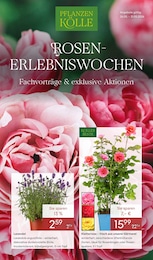 Pflanzen Kölle Prospekt für Neuenhagen mit 10 Seiten Pflanzen Kölle Prospekt für Neuenhagen: "ROSEN-ERLEBNISWOCHEN", 10 Seiten, 26.05.2026 - 31.05.2026