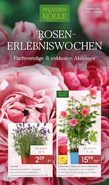 Pflanzen Kölle Garten & Pflanzen Prospekt der aktuellen Woche mit 10 Seiten, gültig von 26.05.2026 bis 31.05.2026, in Seth und Umgebung Aktueller Pflanzen Kölle Garten & Pflanzen Prospekt in Seth und Umgebung, "ROSEN-ERLEBNISWOCHEN" mit 10 Seiten, 26.05.2026 - 31.05.2026