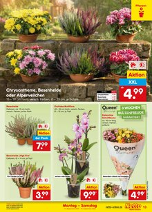 Blumen im aktuellen Netto Marken-Discount Prospekt (Ulm) Blumen im Netto Marken-Discount Prospekt "Aktuelle Angebote" mit 67 Seiten (Ulm)