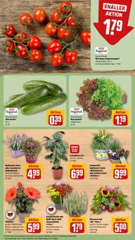 Pflanzen im REWE Prospekt "Dein Markt" mit 32 Seiten (Bochum)