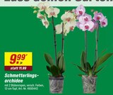 Schmetterlingsorchidee Angebote bei toom Baumarkt Gera für 9,99 €
